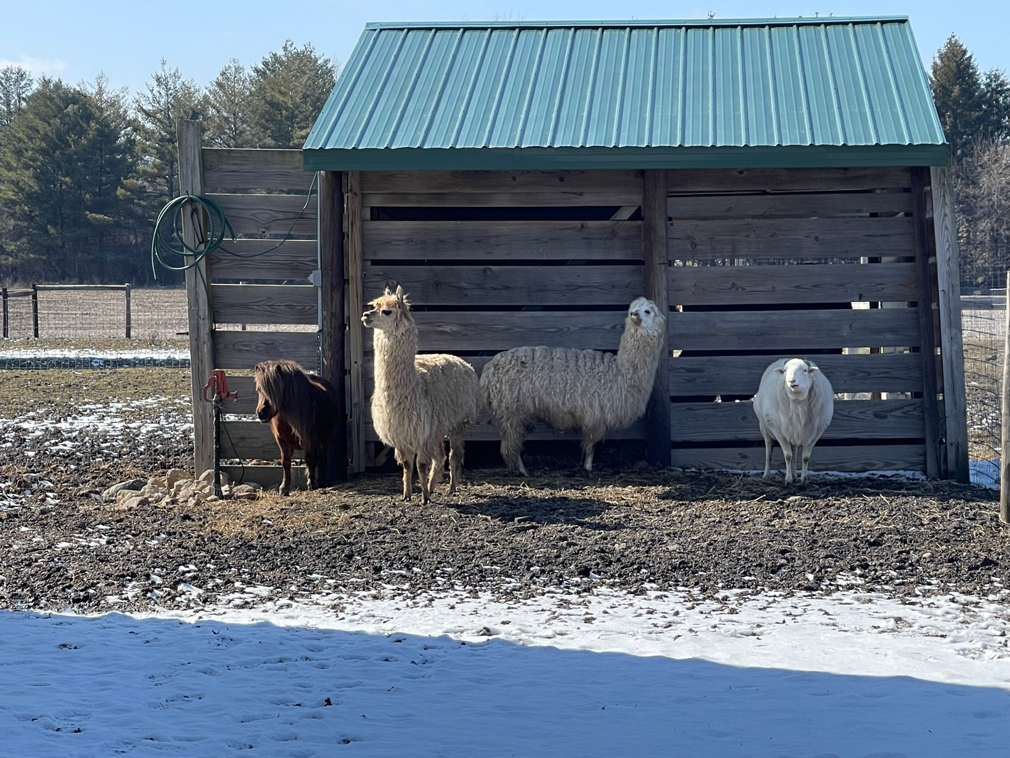 The Leon-9 ounce soy candle